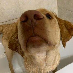 Meet your Posher, Sami